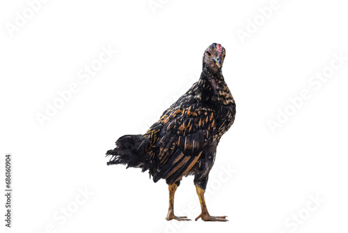 chicken isolated on white background rooster With Hen isolated on white background, . Rooster PNG , hen png 