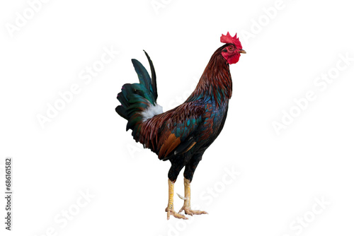 rooster isolated on white background, . Rooster PNG 