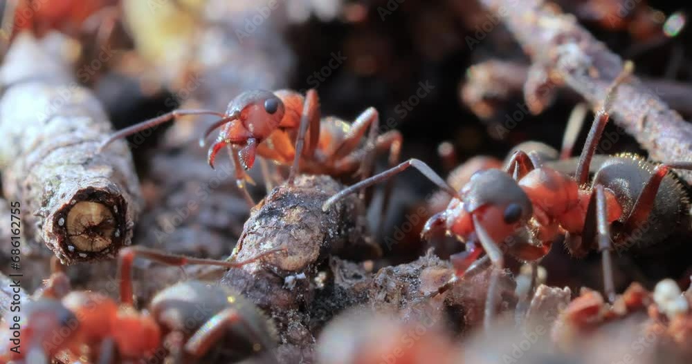 Ant close-up in the wild.