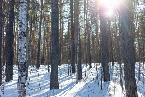 Sun shining through trees trunks in winter forest. Pine with birch trees forest. Horizontal format.