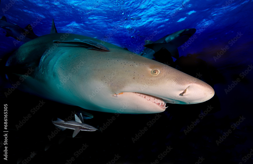Fototapeta premium Lemon shark photographed during a night dive.