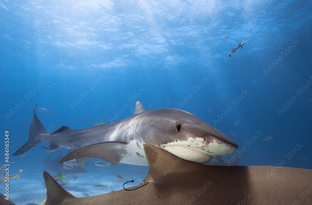 Fototapeta premium Tiger shark in crystal clear water.