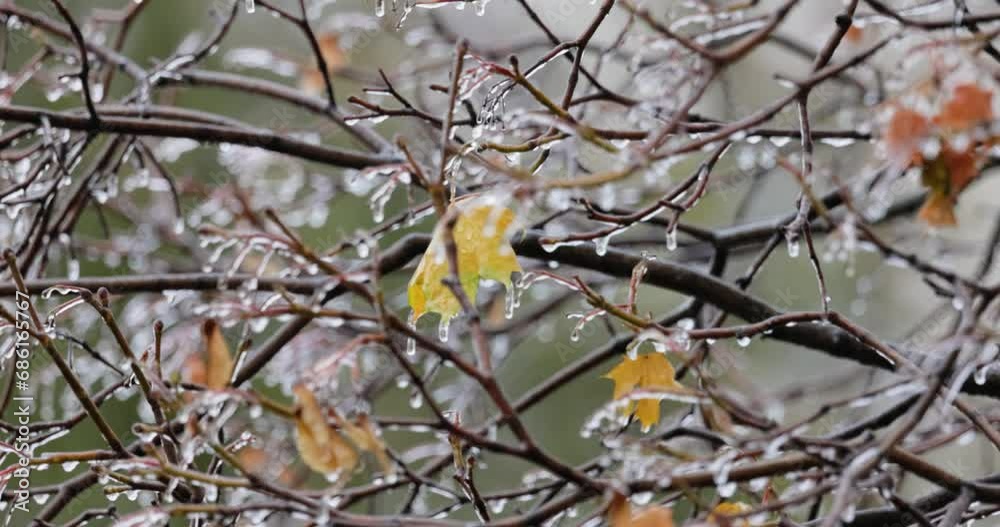 Leaves and branches of the tree froze during the first morning frost in late autumn. Leaves and branches of the tree froze during the first morning frost in late autumn.