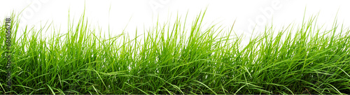 green grass isolated on white transparent background . grass png. grass in bottom png   photo