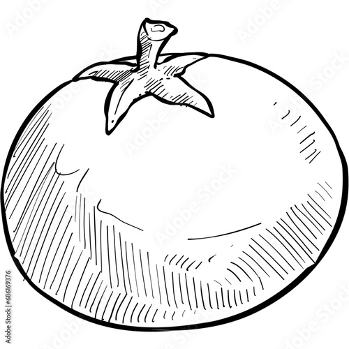 tomato handdrawn illustration