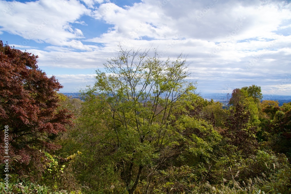 Forest scenery of Mt. Takao in autumn