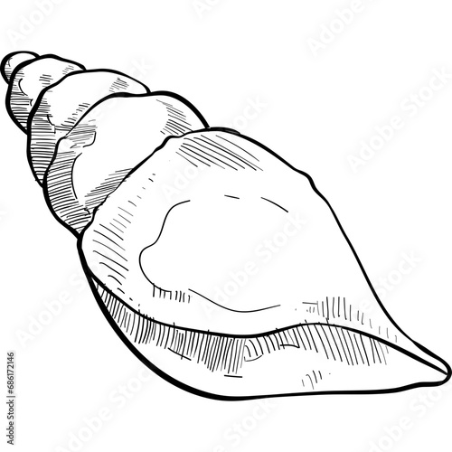 shell handdrawn illustration