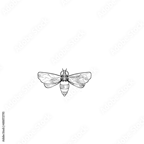 Bee handdrawn illustration