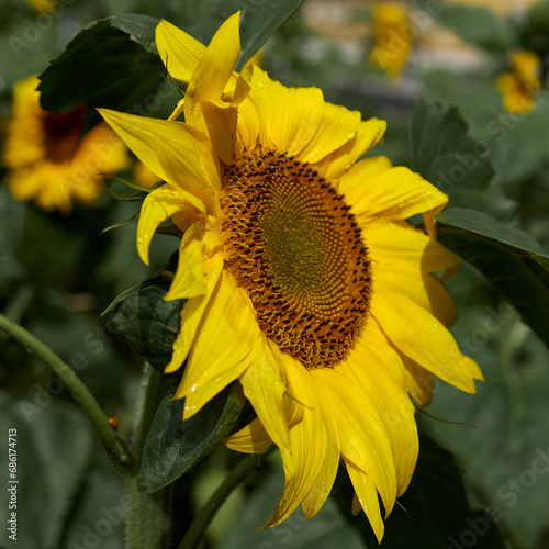 Sunflower flower close up