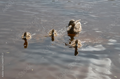 Duck with ducklings near the shore on the surface of the water