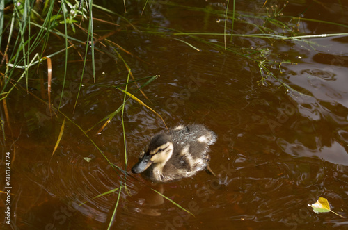 Duck with ducklings near the shore on the surface of the water