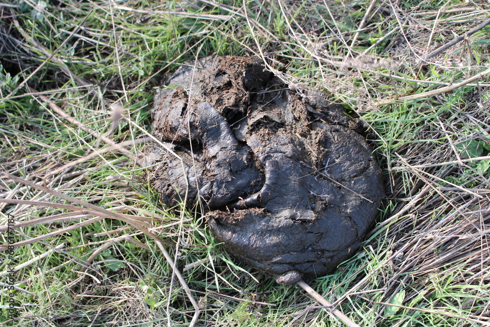 Obraz premium A frog in the grass