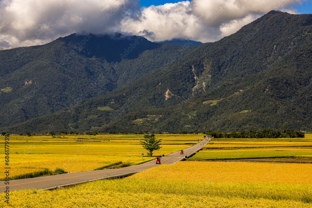 Wide golden rice field,rural scenery and mountain,cloudscape form a scenic vast view.Chishang,Taitung,Taiwan.High quality photo use in branding,calender,postcard,screensave,wallpaper,cover,website