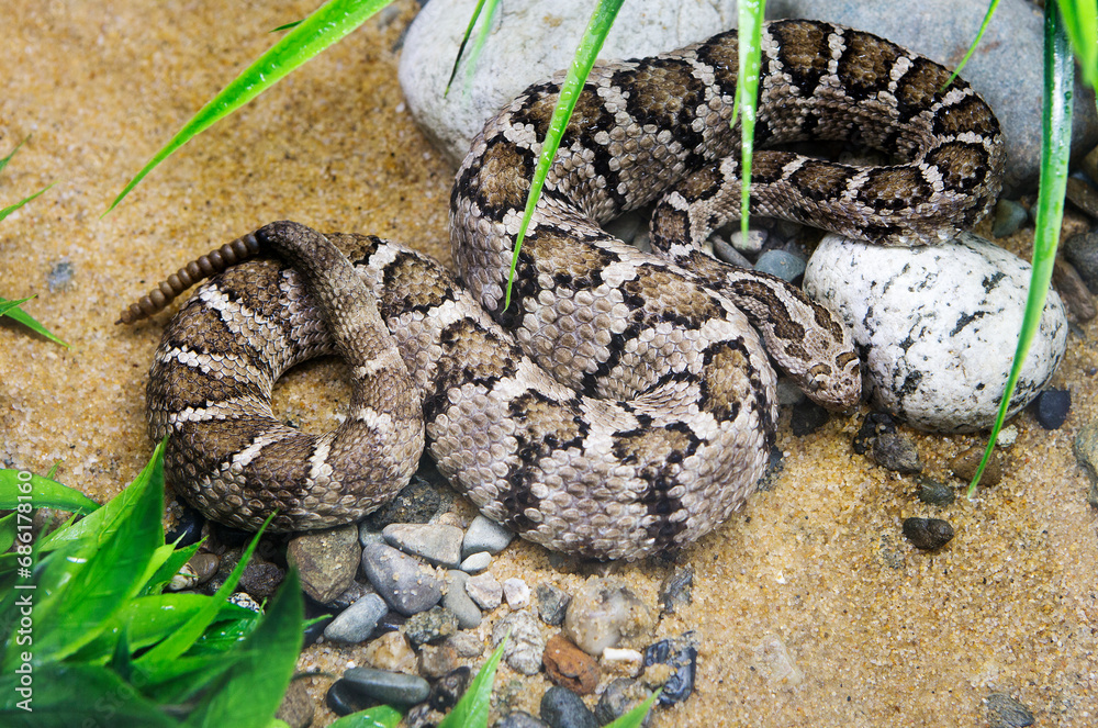 Fototapeta premium Lower California Rattlesnake. A dangerous poisonous rattlesnake. The average body length of the rattlesnake is 60-80 cm, but some species reach a length of about 1.5 meters. The snake's body is cover