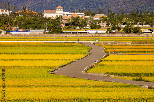 Wide golden rice field,rural scenery and winding bicycle path form a scenic vast view.Chishang,Taitung,Taiwan.High quality photo use in branding,calender,postcard,screensave,wallpaper,cover,website