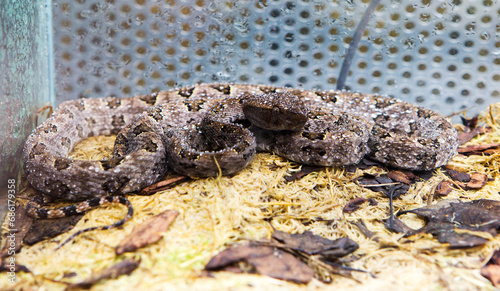 Φωτογραφία Brown Spotted Pit Viper
 It is a species of venomous vipers endemic to Asia