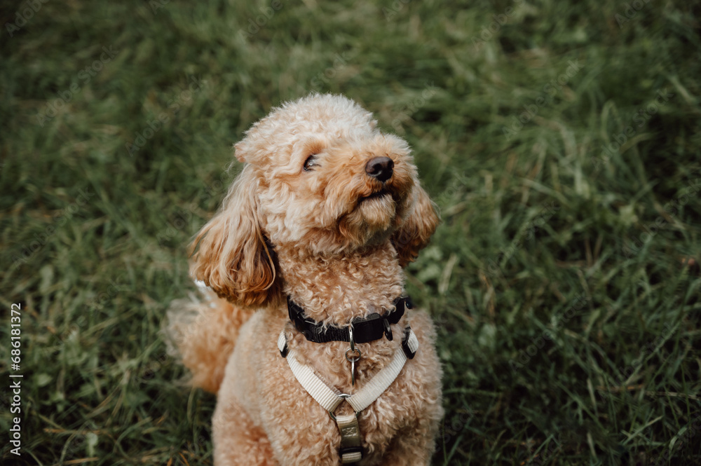 Portrait of cute happy toy poodle dog sitting on the grass waiting for the command