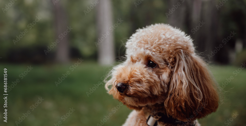 Side view portrait of cute toy poodle. Side view portrait of cute toy poodle.