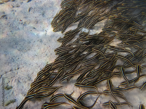 A school of Plotosus on the bottom of a coral reef in the Red Sea