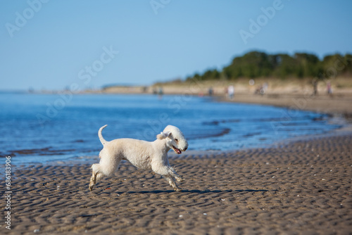 Portrait of a young Bedlington Terrier dog running along the sea coast with a ball against the backdrop of the sea coast