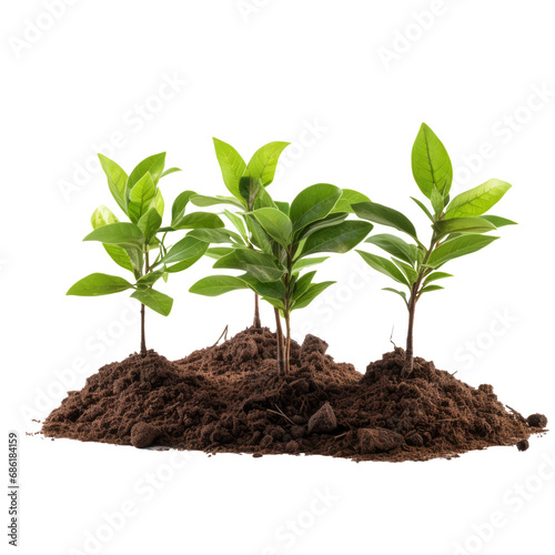 Small tree saplings with dirt isolated on transparent background. AI generated.