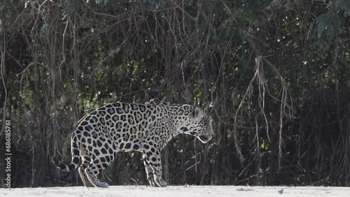 injured male Jaguar, Panthera onca, a big solitary cat native to the Americas, lying on a river bank of the Pantanl, the biggest swamp area of the world, near the Transpantaneira, Porto Jofre Brazil. photo