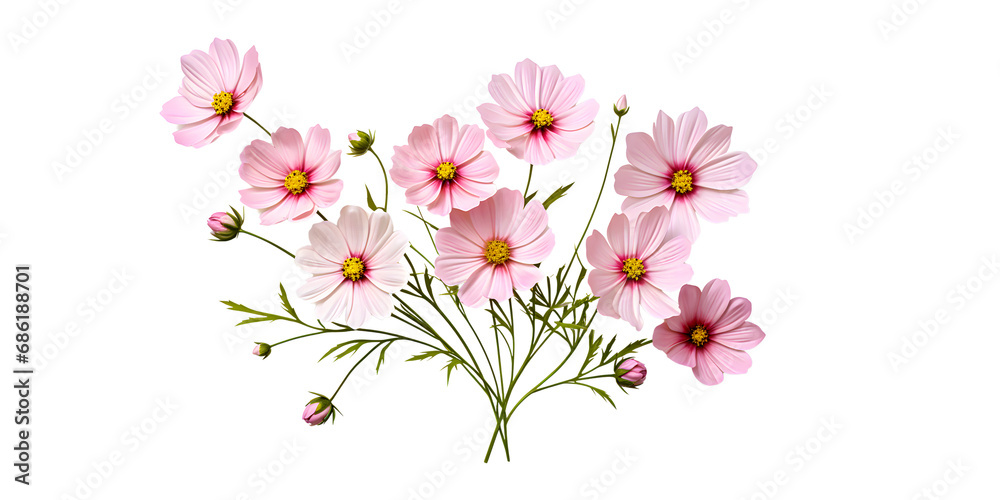 Cosmos of pink flowers on white background