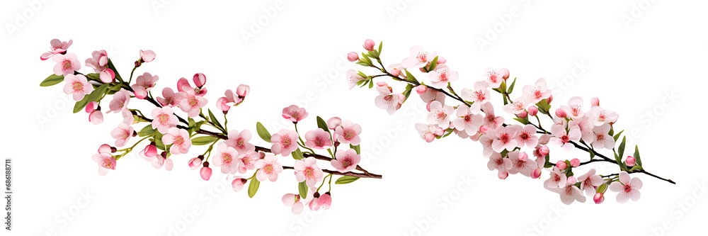 Pink wax flower branch isolated on white background