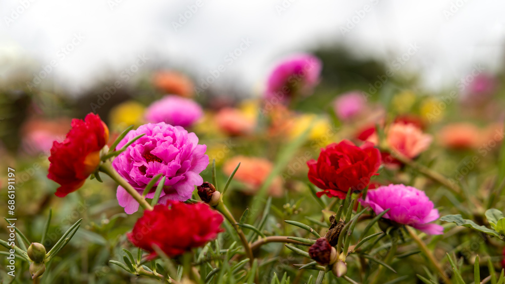 Close-up view of Portulaca, Moss flowers. Roses, pink, red, and others blooming.