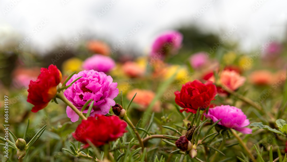 Close-up view of Portulaca, Moss flowers. Roses, pink, red, and others blooming. Close-up view of Portulaca, Moss flowers. Roses, pink, red, and others blooming.