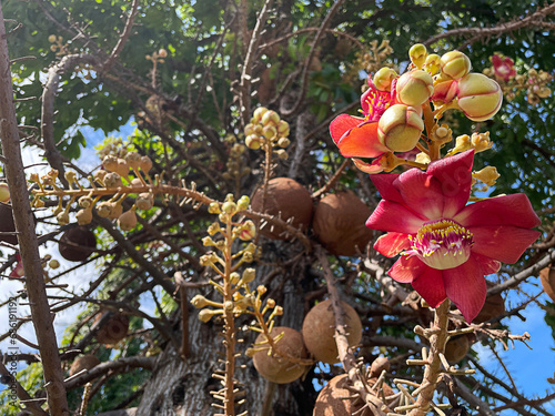 Cannonball tree with blue sky, Beautyful flower.