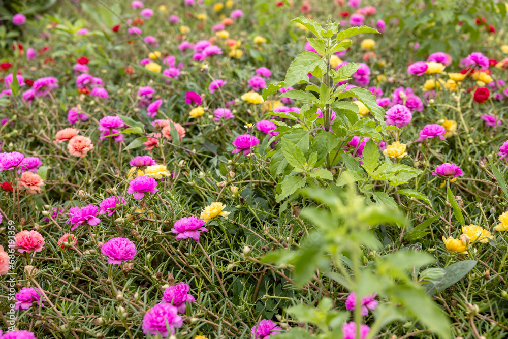 Obraz premium Close-up view of Portulaca, Moss flowers. Pink, red, and other roses that are blooming.
