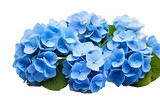 Breathtaking Cluster of Blue Hydrangeas in Full Bloom Isolated on Transparent Background PNG.