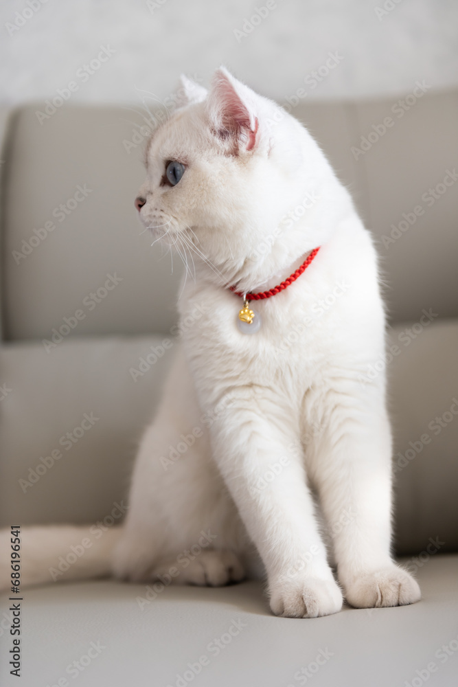 Silver tabby seal point British Shorthair sitting on sofa