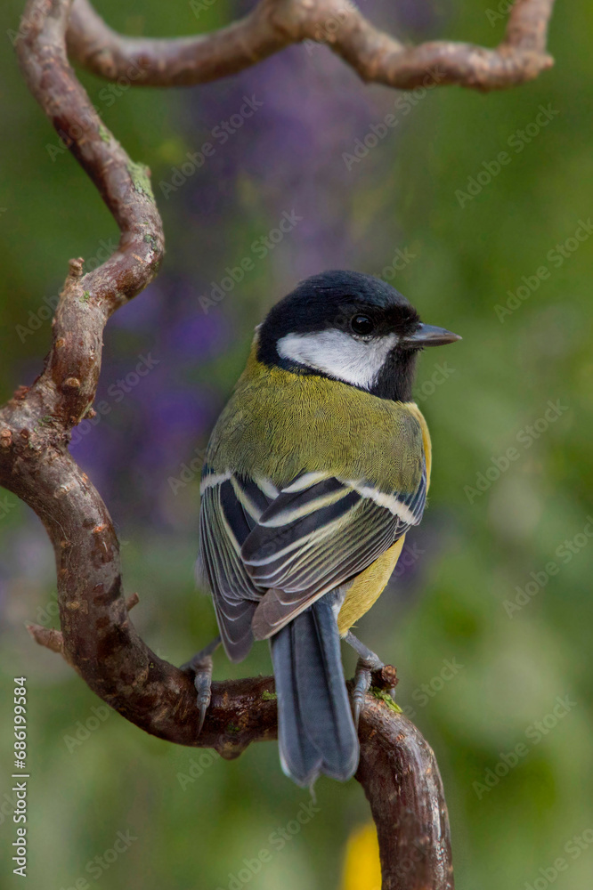 Fototapeta premium Kohlmeise (Parus major) sitzt auf Ast