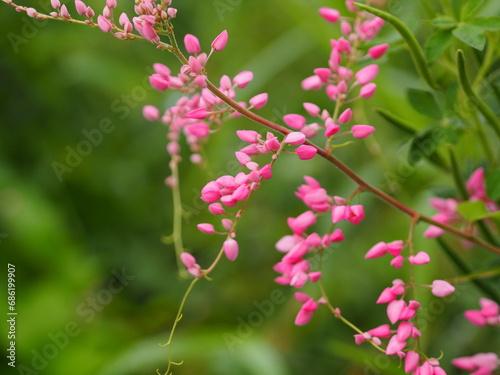 Pink flower small ivy Scientific name Antigonon leptopus Hook, arranged into beautiful bouquets on blurred of nature background