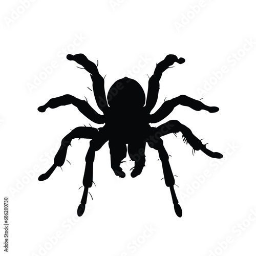 Spider silhouette. Spider vector illustration.