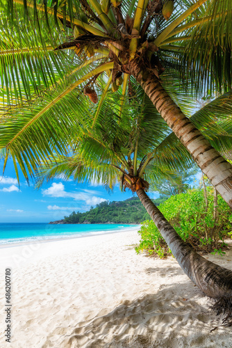 Beautiful sunny beach with palms and turquoise sea in Jamaica island.