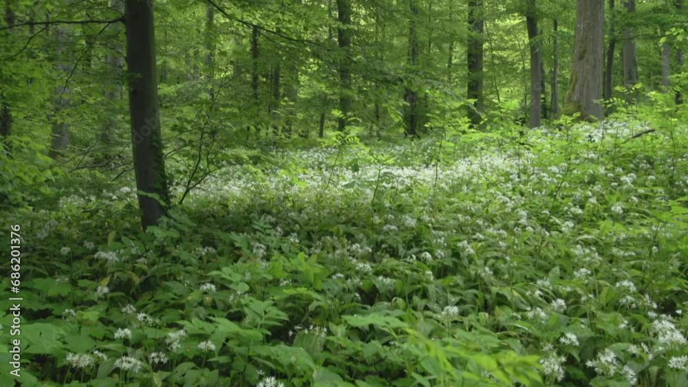 beech forest in spring (crane ride) beech forest in spring (crane ride)