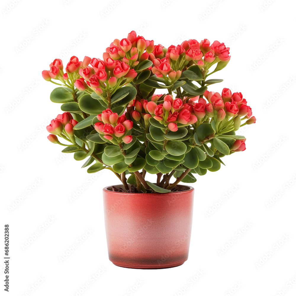 A potted kalanchoe lariniata is a lovely decorative plant in the house yard isolated on transparent background A potted kalanchoe lariniata is a lovely decorative plant in the house yard isolated on transparent background