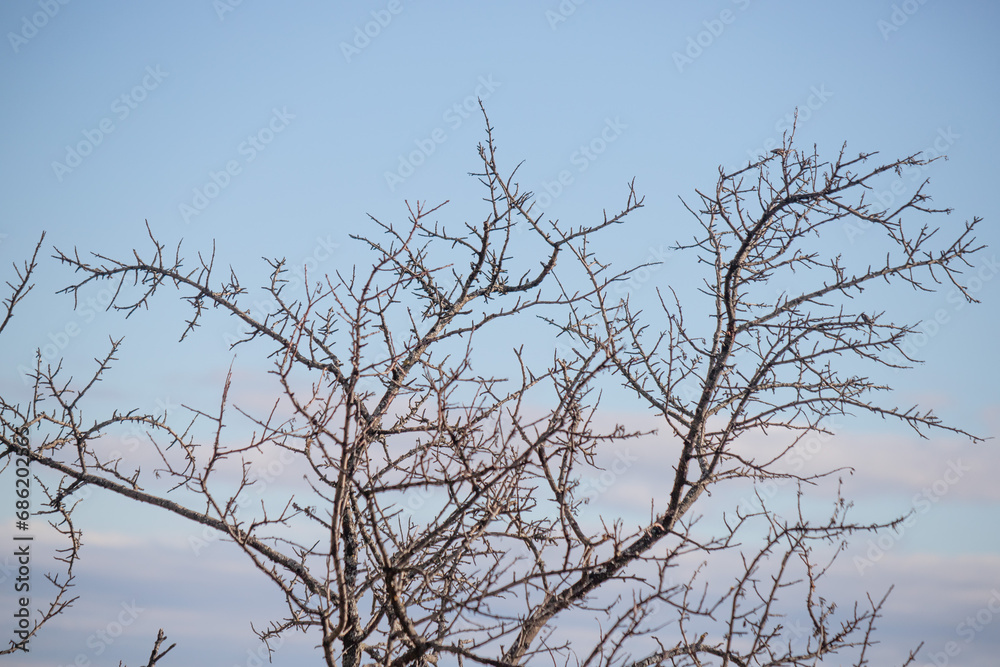dry tree branches against the blue autumn sky dry tree branches against the blue autumn sky