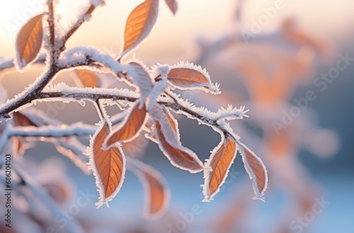 a close up of a tree branch with frost