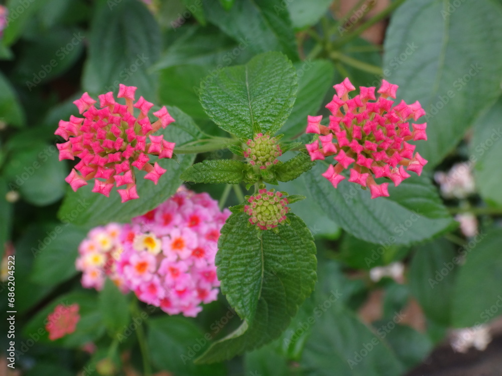 Lantana Lantana
