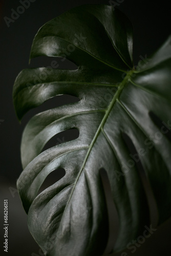 Close up view of a monstera leaf on a dark background