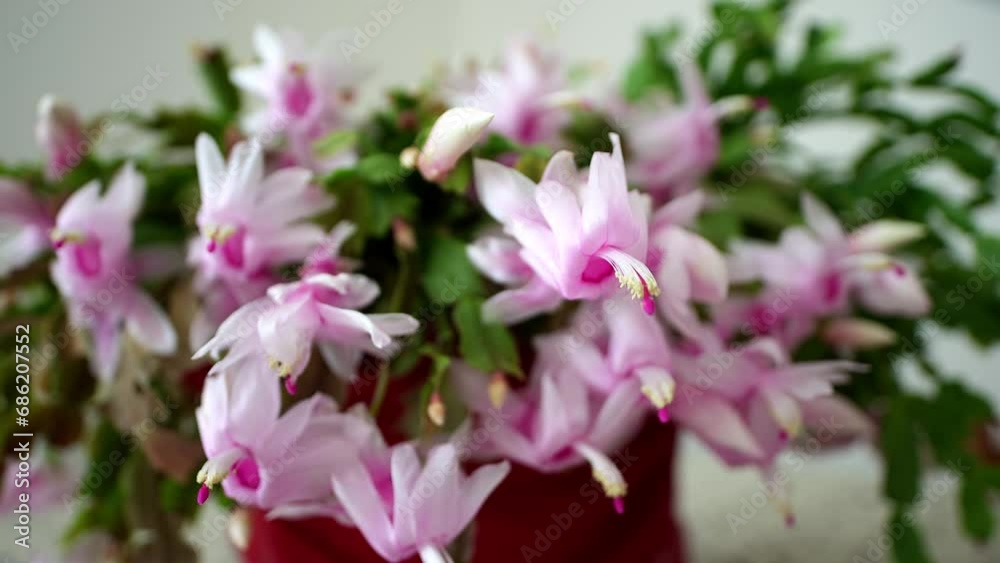 Still Life - Vase of pink flowers. Still Life - Vase of pink flowers.