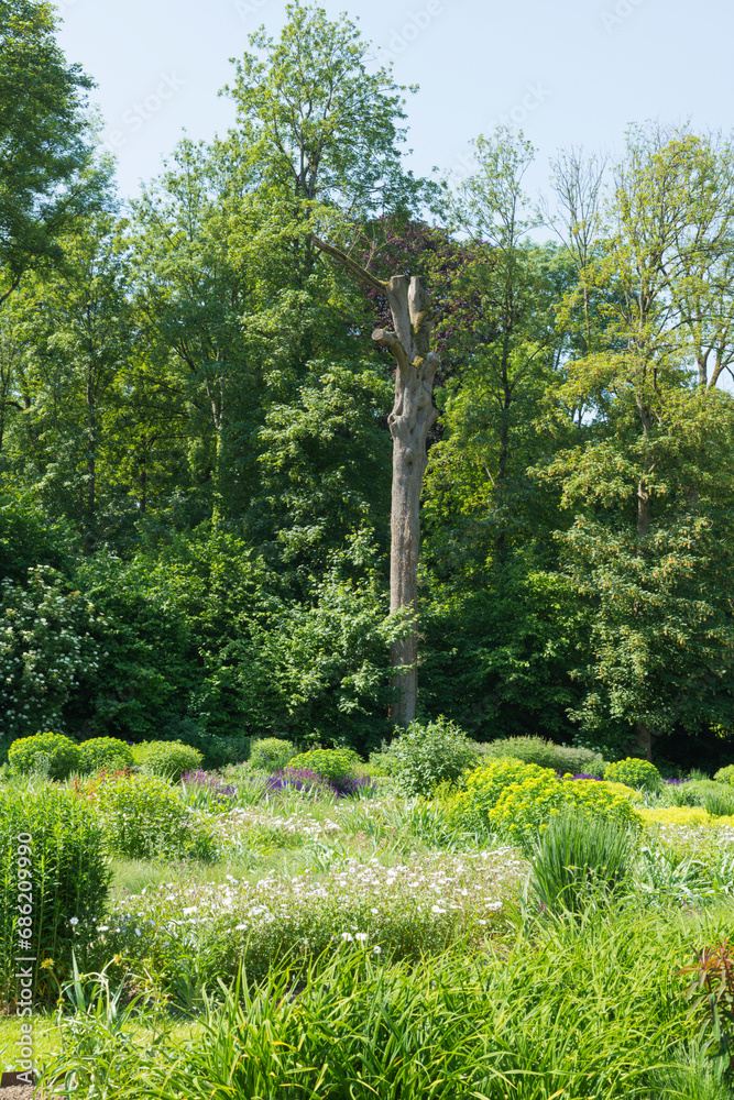 Fototapeta premium dead tree in the park