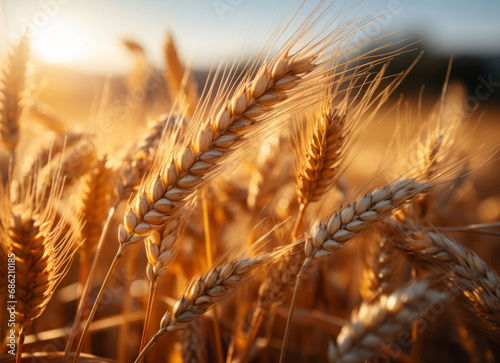 Closeup  farm and wheat field in sunset with background  mockup space and sunshine. Agriculture  outdoor and summer in countryside  grain and growth with sustainability  development and landscape