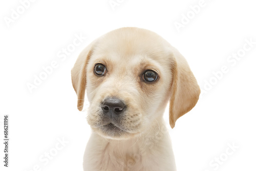 puppy labrador isolated on white background