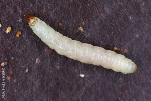 Indian Meal Moth of the species Plodia interpunctella. Caterpillar on chocolate. photo