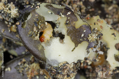 Indian meal moth or mealmoth (Plodia interpunctella), caterpillar  in pumpkin seeds, storage pest. photo